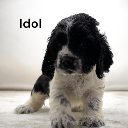 puppy, for, sale, Cocker Spaniel, Joe & Cherri  Overlease, dog, breeder, Miller, MO, dog-breeder, puppy-for-sale, forsale, nearby, find, puppyfind, locator, puppylocator, aca